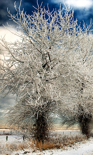 Cold Frozen Trees with rain WP