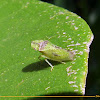 Leafhopper (nymph?)