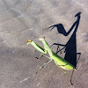Praying Mantis - Mantis Religiosa