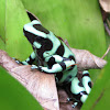 Green and black poison dart frog