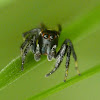 Jumping spider (immature male)