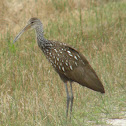 Limpkin