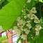 Catalpa