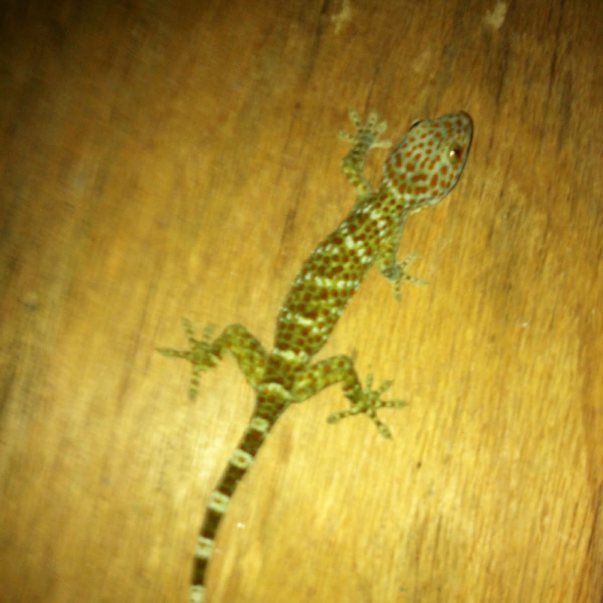 tokay gecko