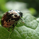 Escarabajo caligráfico