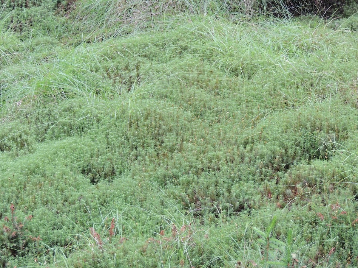 Haircap Moss
