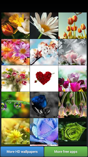 Flowers HD Wallpapers