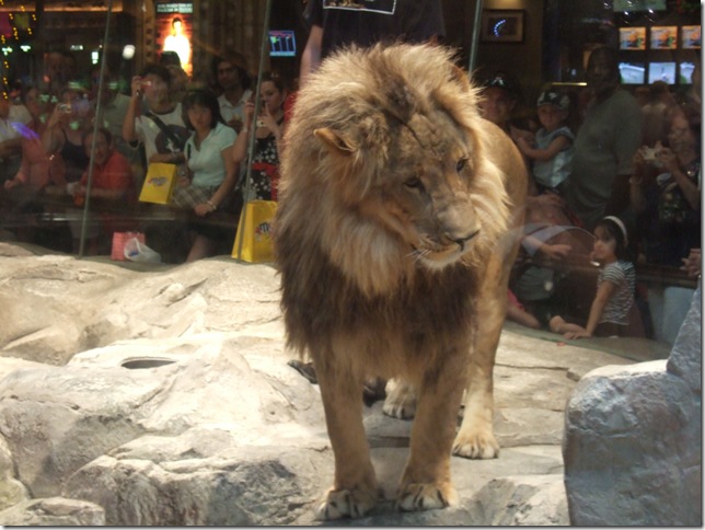 It feels quite wrong to have lions in captivity in the middle of a hotel, but it sure brings the crowds in and is quite captivating - if that's not the wrong word to use.