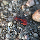 Boxelder bug (nymph)