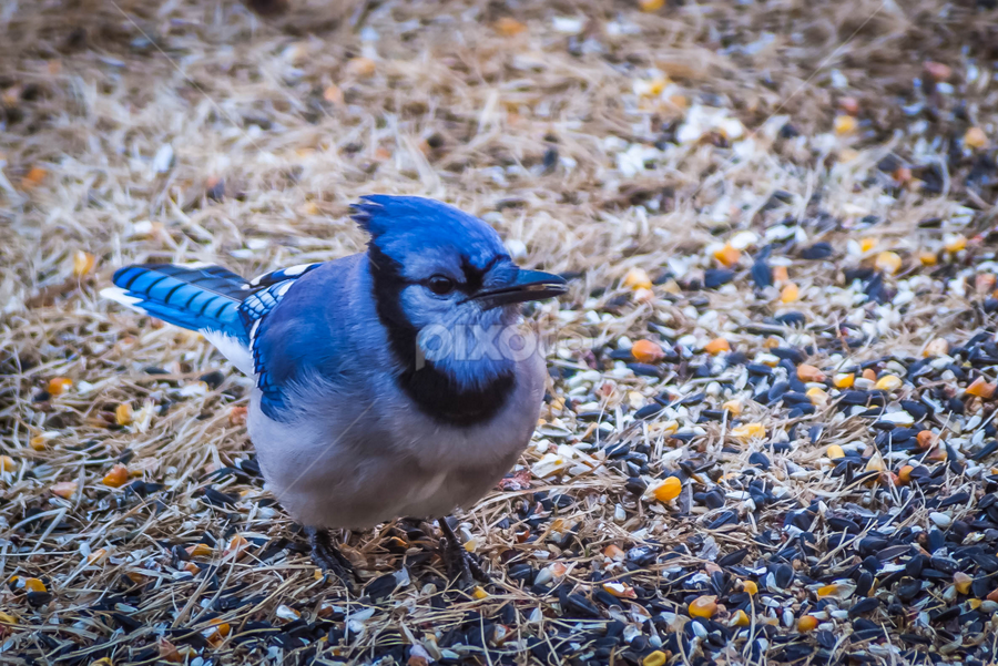 Blue Jay On The Ground Birds Animals Pixoto