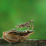 POSE by Robert  Fly -  