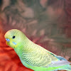 Green Budgie