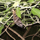 Mottled Ant Lion