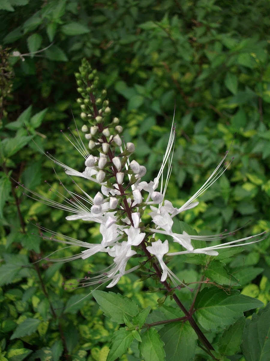 Cat's Whiskers