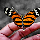 Mariposa "tigre rayado de alas largas"