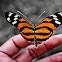 Mariposa "tigre rayado de alas largas"