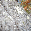 Foliose lichen