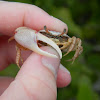 Fiddler Crab