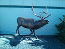 Elk Statue at Sportsman's Warehouse