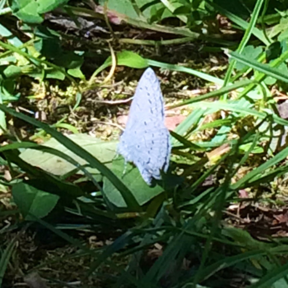 Anna's Blue Butterfly