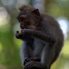 Crab-eating macaque