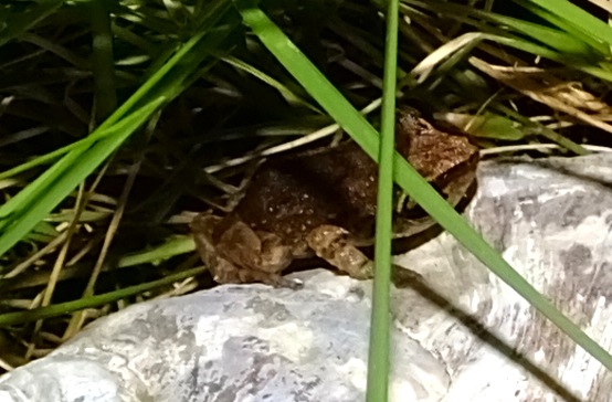 Lesser Antillean Whistling Frog, Coqui Antillano, Johnstone's Whistling Frog