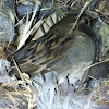 House sparrow sitting on her eggs