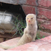 Common Grey Mongoose