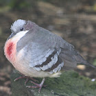 Luzon Bleeding-heart