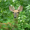 white-tailed deer