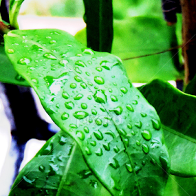 Golden Trumpet leaves by Dhritiman Chakraborty - Nature Up Close Leaves & Grasses