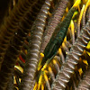 Crinoid Shrimp/Feather Star Shrimp
