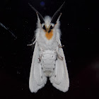 Virginian Tiger Moth