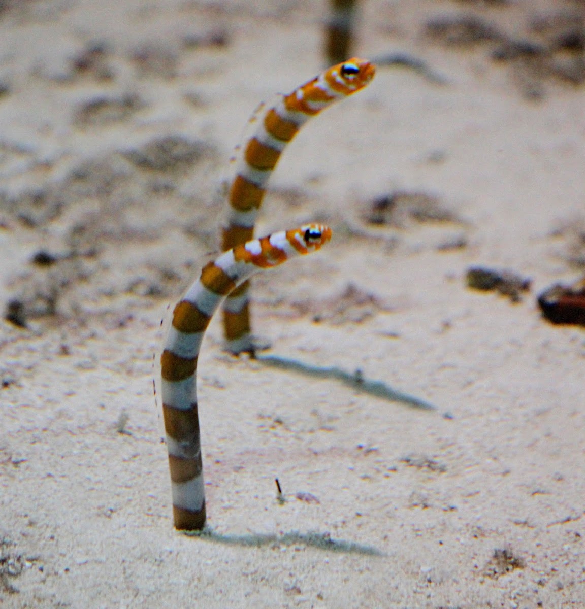 Splendid Garden Eel or Orangebarred Garden Eel | Project Noah