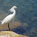 Snowy Egret