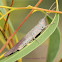 Common Pardillana Grasshopper