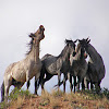 Nokota Wild Horses