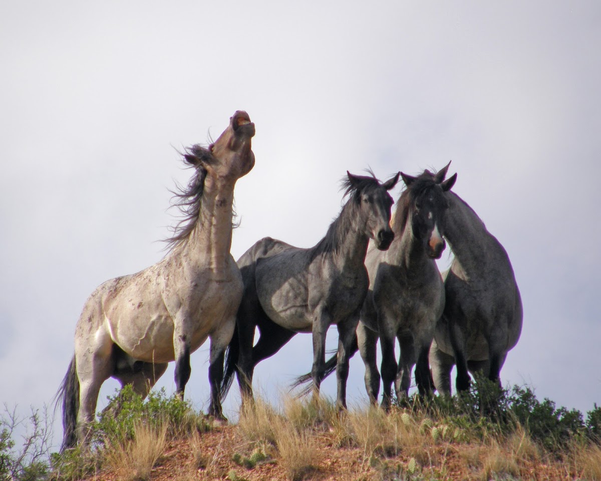 Nokota Wild Horses