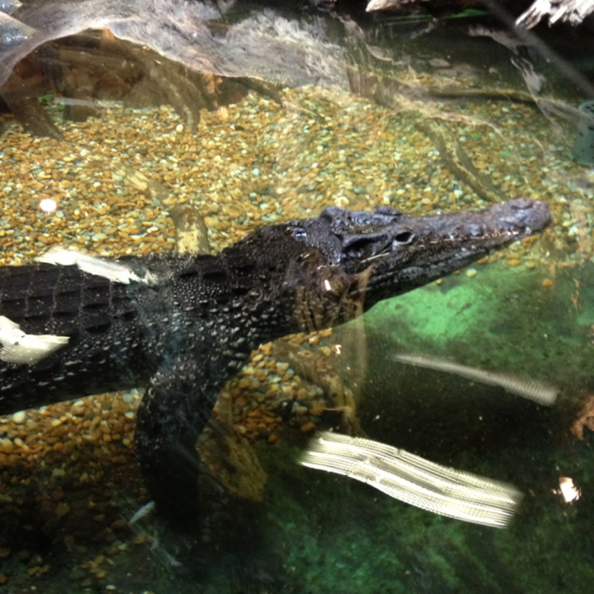 Cuban crocodile