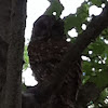 Barred or Hoot Owl