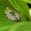 Cope's Gray Treefrog