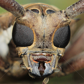 by Ayang Julieana Mohamed - Animals Insects & Spiders