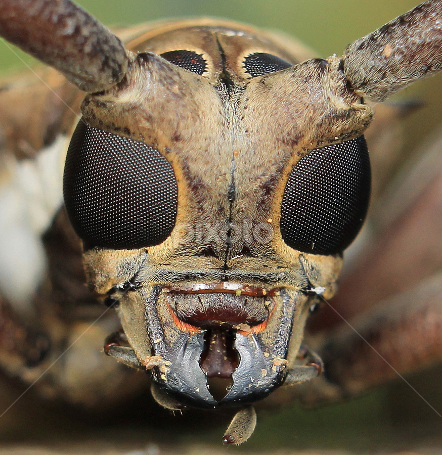 by Ayang Julieana Mohamed - Animals Insects & Spiders