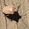 brown stink bug