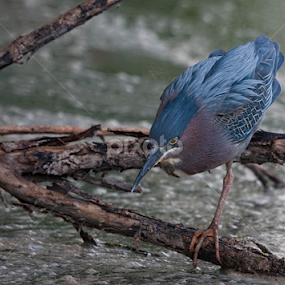 Step Softly by Dave . - Animals Birds
