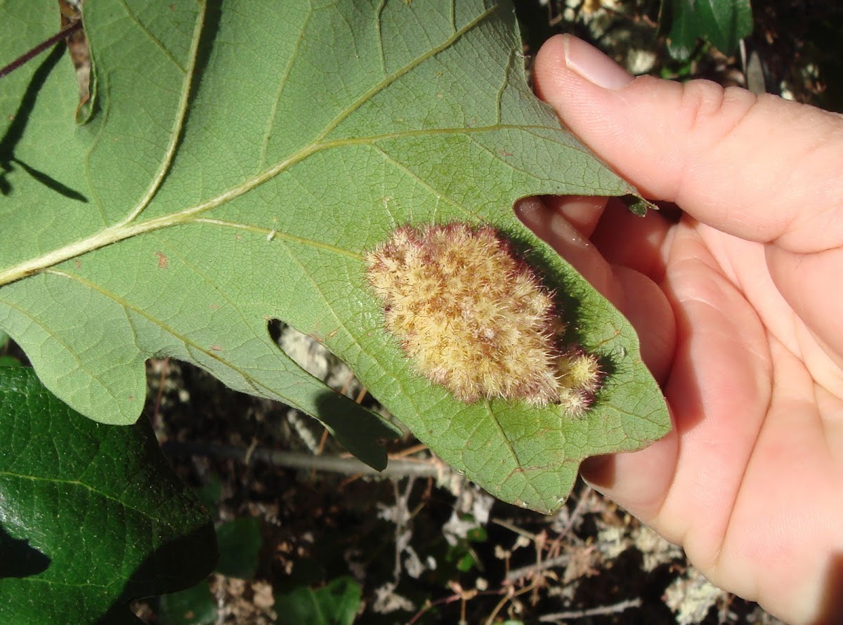 Gall on oak leaf