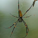 Nephila Spider