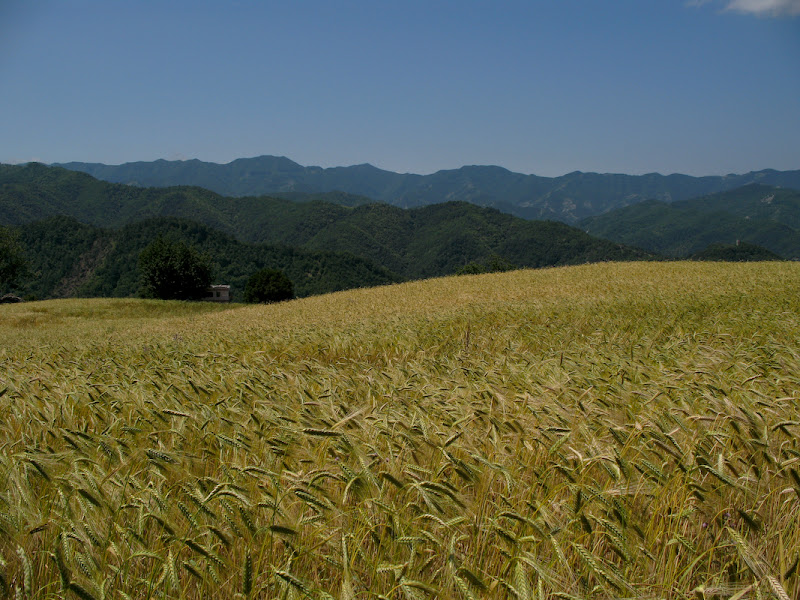 20080705-IMG_1162.jpg