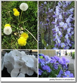 flowers_amsterdam2