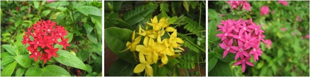 [ixora[4].jpg]